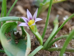 Romulea fischeri image