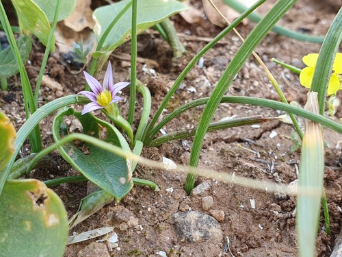 Romulea fischeri image