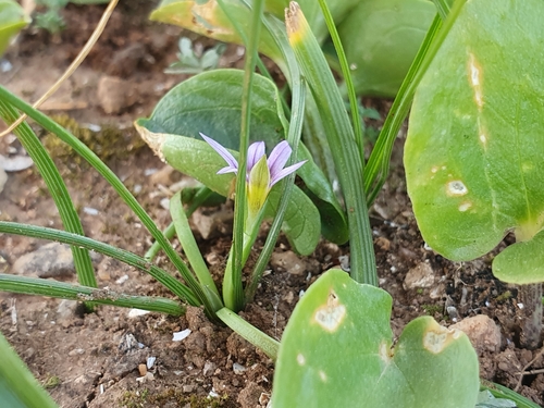 Romulea fischeri image