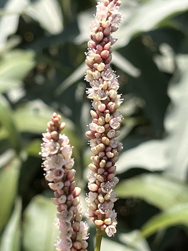 Green African Snakeroot
