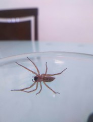 Araneae