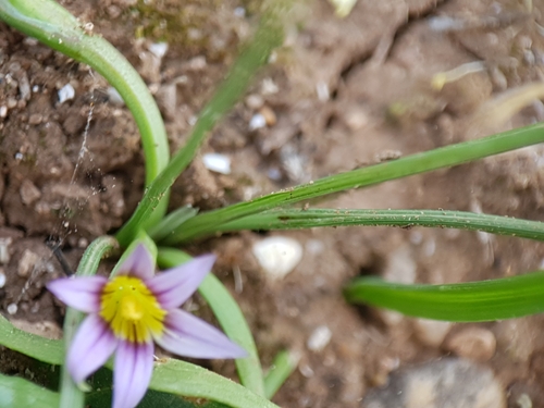 Romulea ramiflora