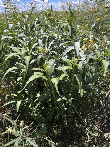 Persicaria senegalensis image