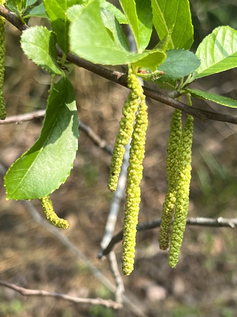 Alnus cremastogyne
