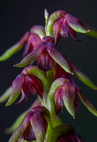 Prasophyllum mucronatum