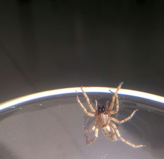 Araneae