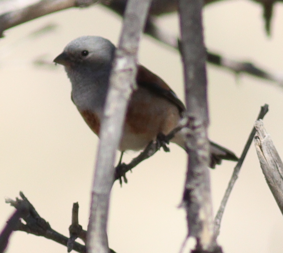 Yemen Linnet (Linaria yemenensis), photo 10
