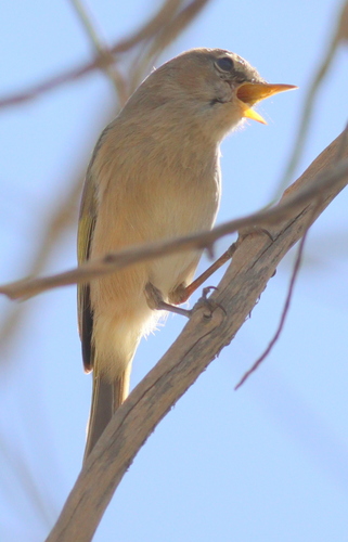 Brown Woodland Warbler (Phylloscopus umbrovirens), photo 3