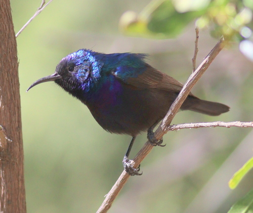 Palestine Sunbird
