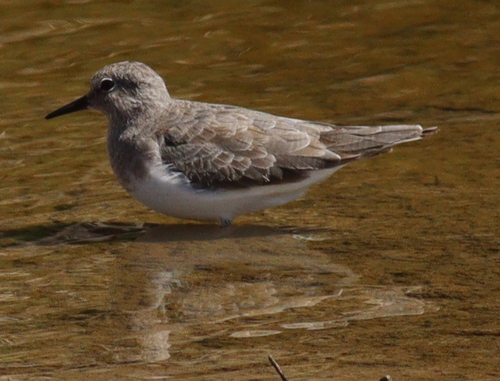 Temminck's Stint