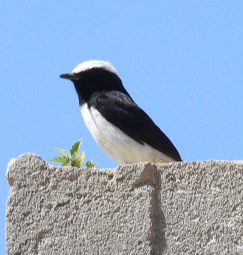 Arabian Wheatear (Oenanthe lugentoides)
