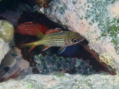 Neoniphon vexillarium