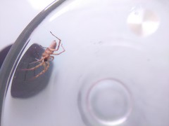 Araneae