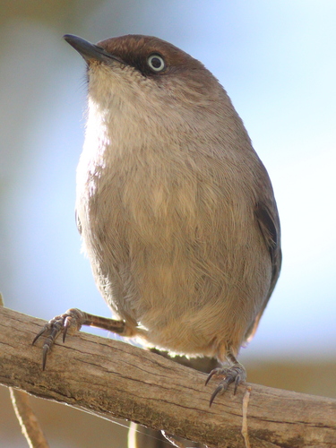 Yemen Warbler (Curruca buryi), photo 4