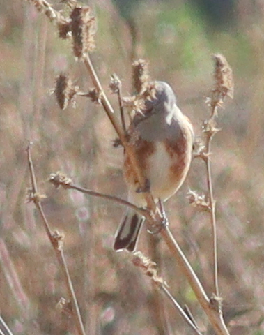Yemen Linnet (Linaria yemenensis), photo 9