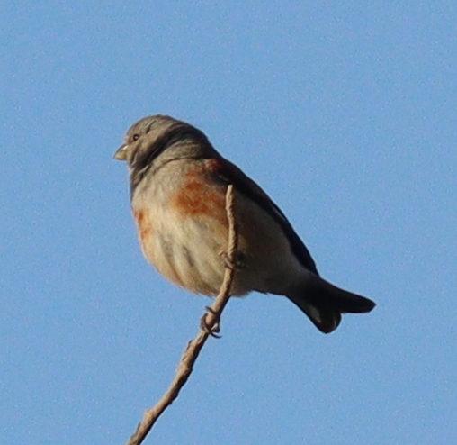 Yemen Linnet (Linaria yemenensis), photo 5