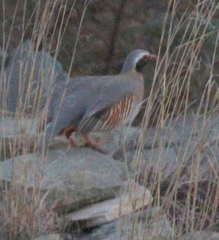 Philby's Partridge photo 5