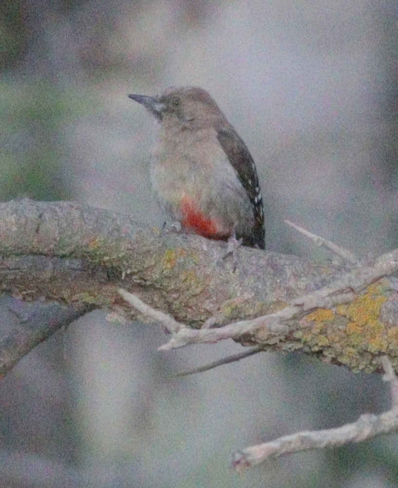 Arabian Woodpecker (Dendrocoptes dorae), photo 6