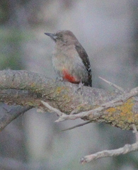 Arabian Woodpecker photo 2