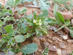 Image of Iberis odorata