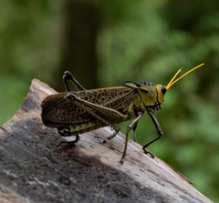 Taeniopoda citricornis