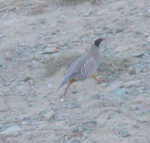 Philby's Partridge (Alectoris philbyi), photo 3