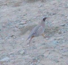 Philby's Partridge photo 4