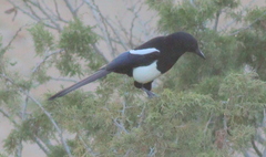 Asir Magpie photo 4