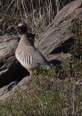 Philby's Partridge photo 3
