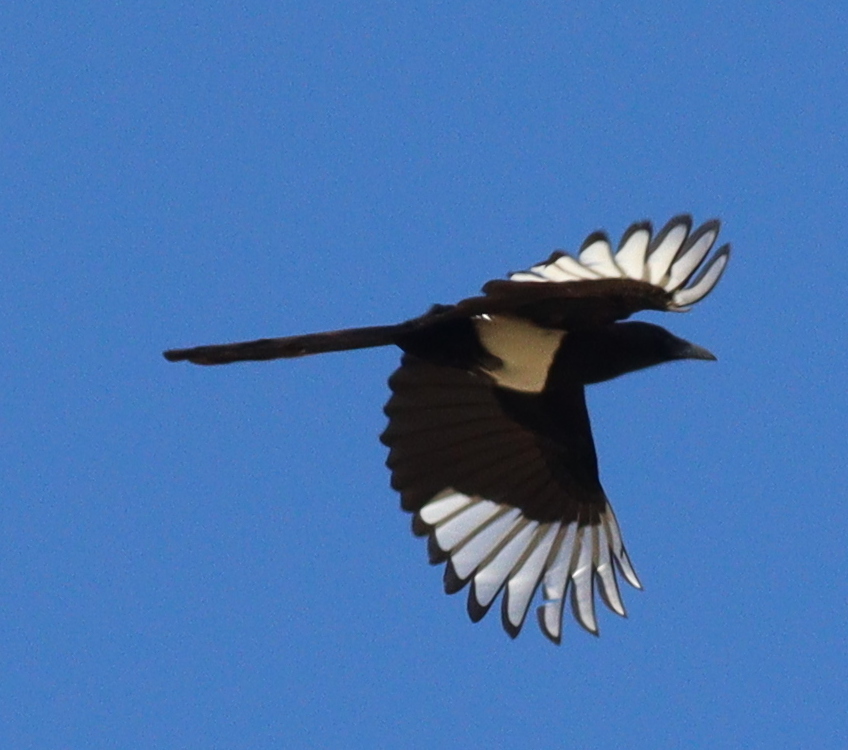 Asir Magpie (Pica asirensis), photo 1