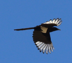Asir Magpie photo 3