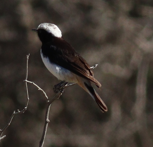 Arabian Wheatear (Oenanthe lugentoides), photo 2