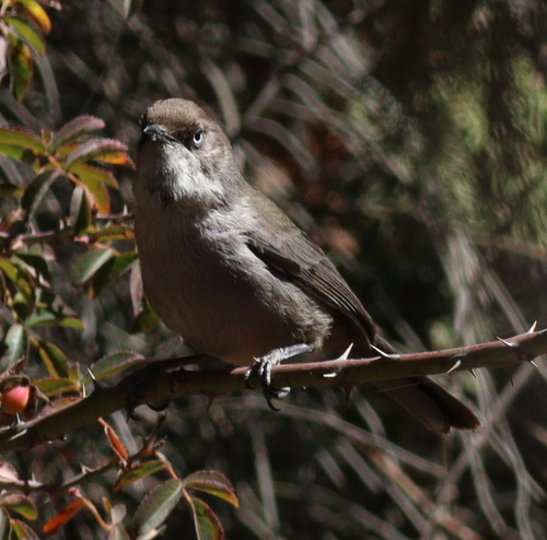 Yemen Warbler (Curruca buryi), photo 2