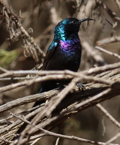 Palestine Sunbird