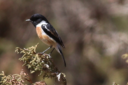 African Stonechat