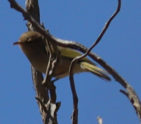 Brown Woodland-Warbler