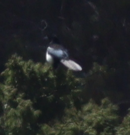 Asir Magpie (Pica asirensis), photo 5