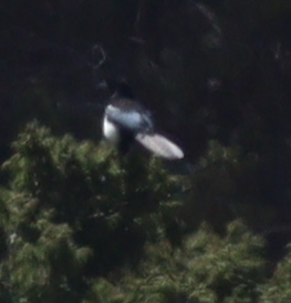 Asir Magpie (Pica asirensis), photo 3