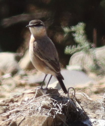 Buff-breasted Wheatear (Oenanthe bottae), photo 10