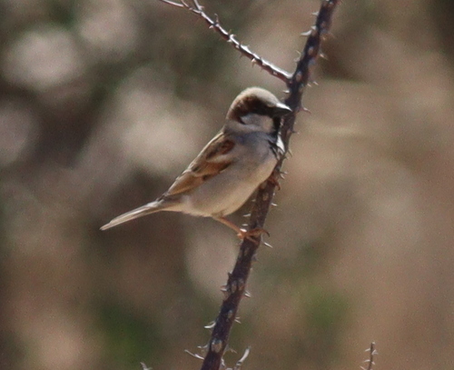 House Sparrow