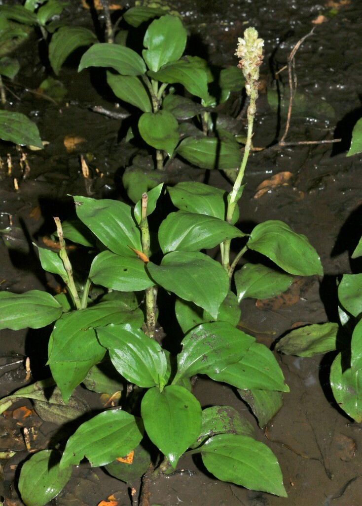 Platylepis