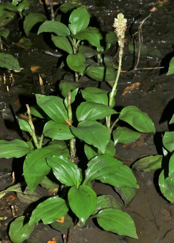 Platylepis
