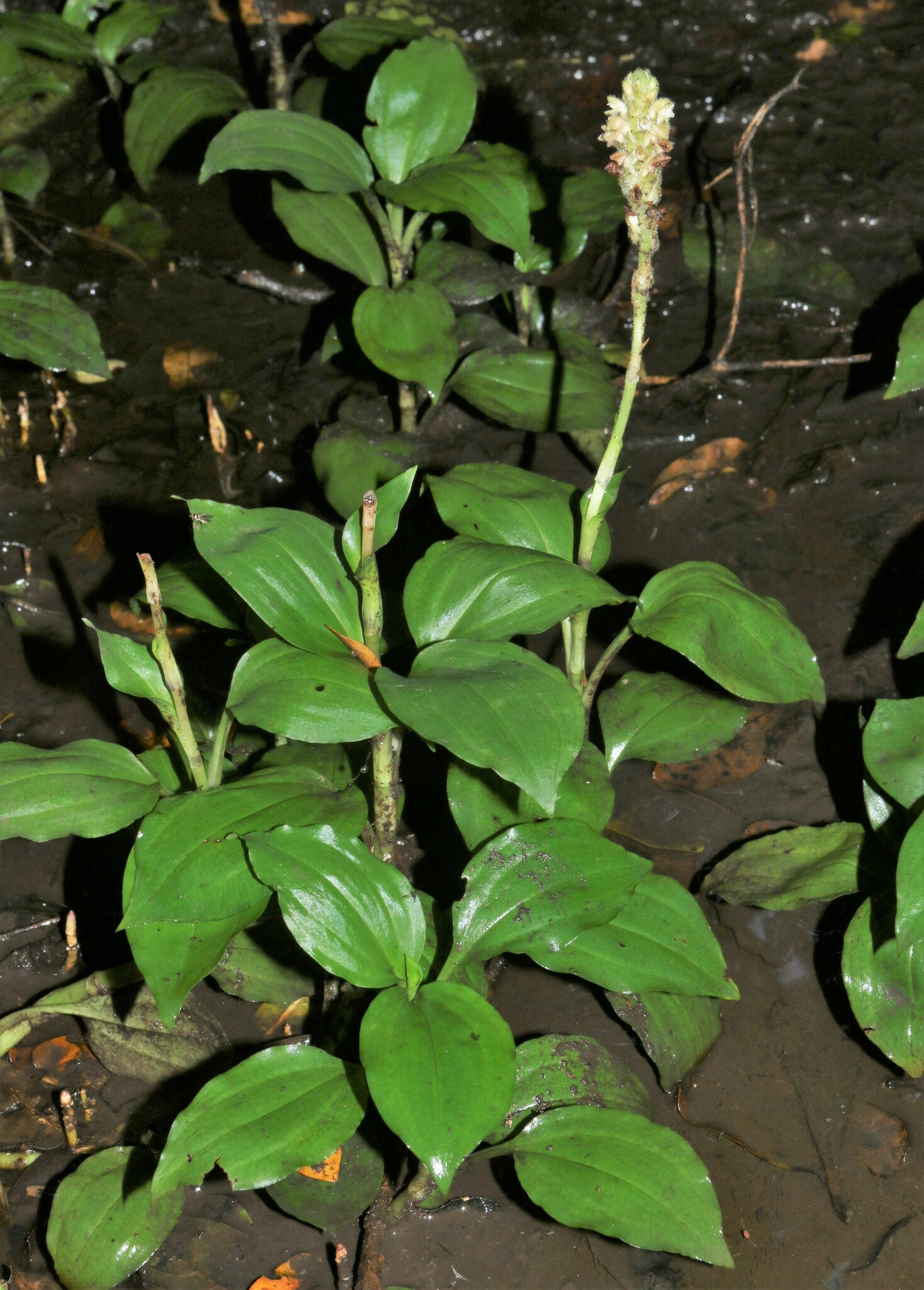 Platylepis