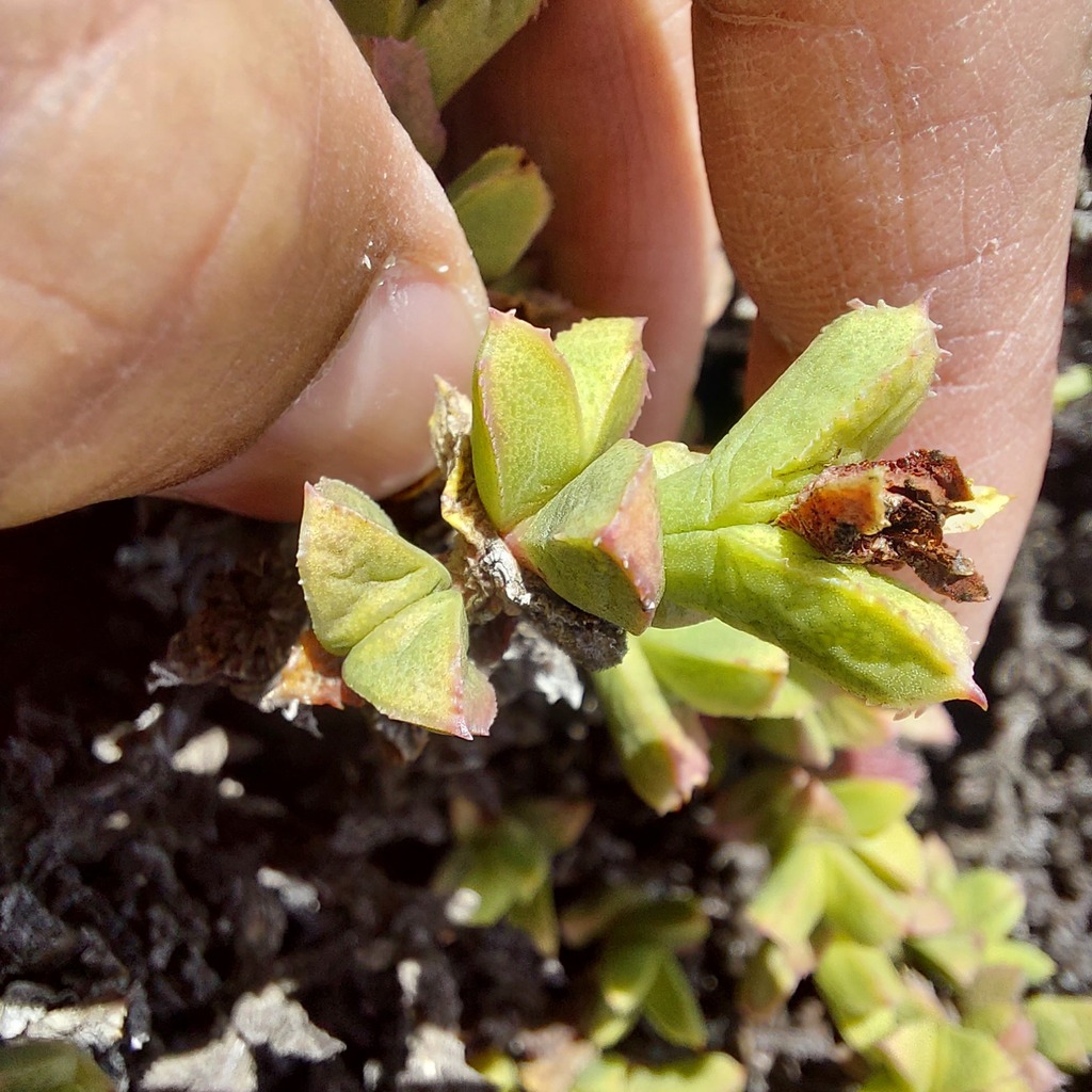 Schlechteranthus albiflorus