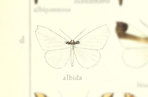 Macrosoma albida