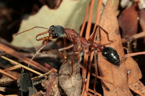 Myrmecia nigriceps Mayr, 1862