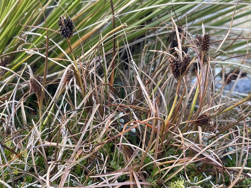 Edgar's Sedge (Carex edgariae)