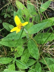 Arnica lanceolata prima