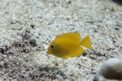 Indian Gold-Ring Bristle-Tooth photo 4