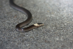 White-Crowned Snake photo 4